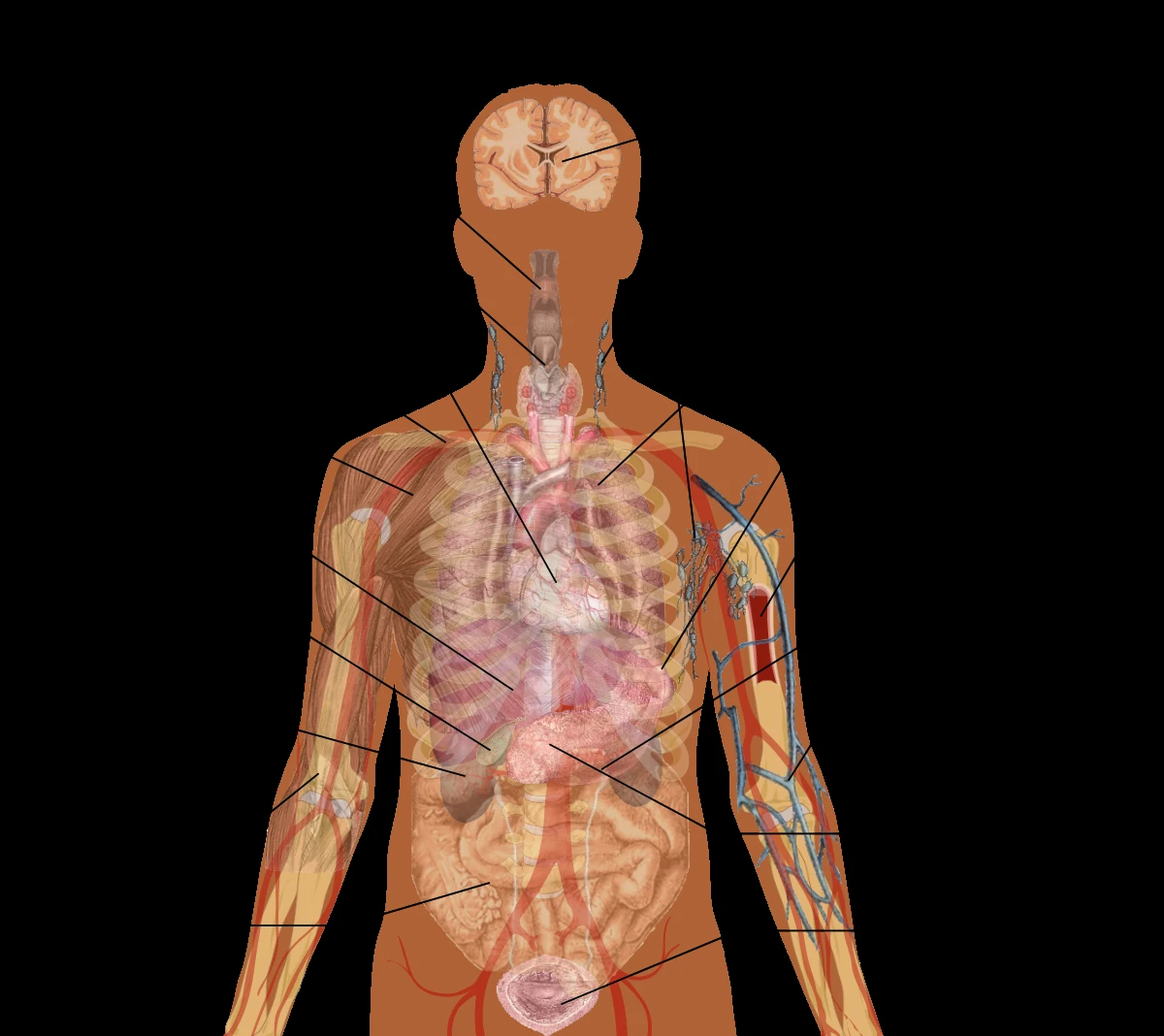 Schematische Darstellung der Lage innerer Organe im menschlichen Körper